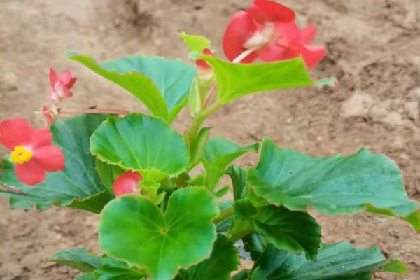 四季海棠如何播种,将种子混入细园土中进行撒播