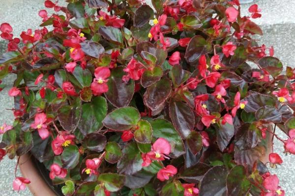 四季海棠如何播种,将种子混入细园土中进行撒播