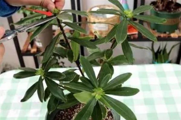 金边瑞香的浇水方法，春季在植株快要萌芽前浇透一次水