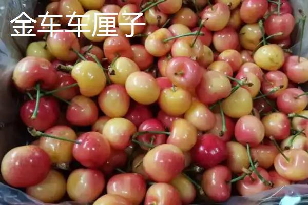 车厘子是樱桃吗，车厘子是樱桃