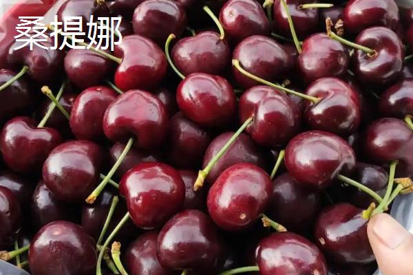 车厘子是樱桃吗，车厘子是樱桃