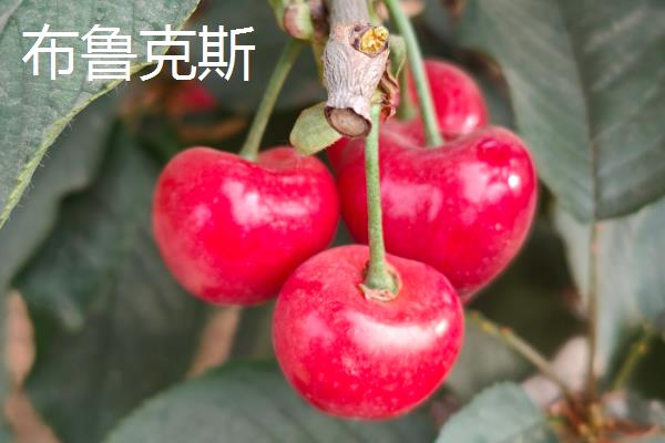 车厘子是樱桃吗，车厘子是樱桃