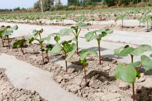 棉花种子的适宜种植时间，以4-5月份为宜