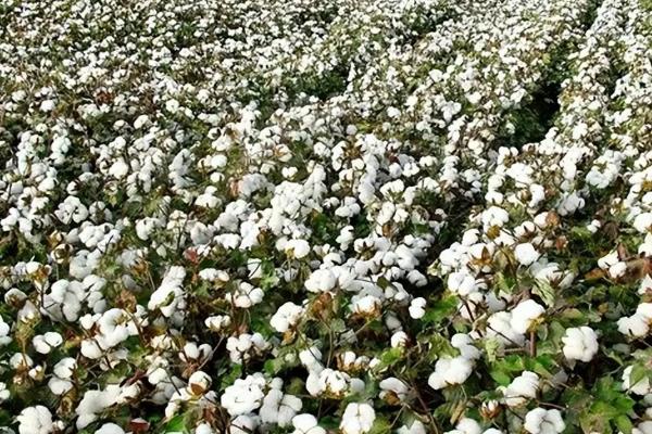 棉花种子的适宜种植时间，以4-5月份为宜