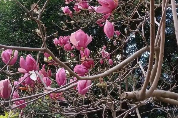 二乔玉兰的简介，属于木兰科、玉兰属植物