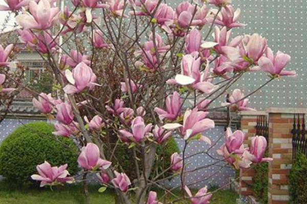 二乔玉兰的简介，属于木兰科、玉兰属植物