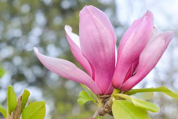 二乔玉兰的简介，属于木兰科、玉兰属植物