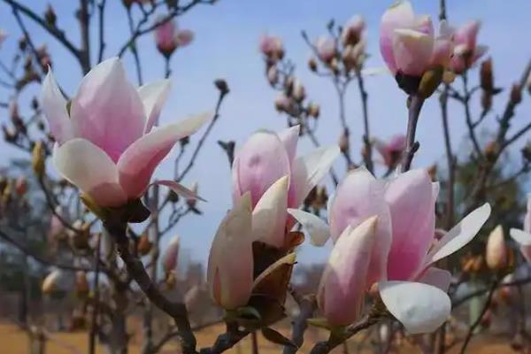 二乔玉兰的简介，属于木兰科、玉兰属植物