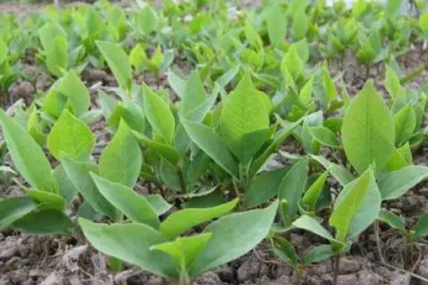 二乔玉兰的简介，属于木兰科、玉兰属植物