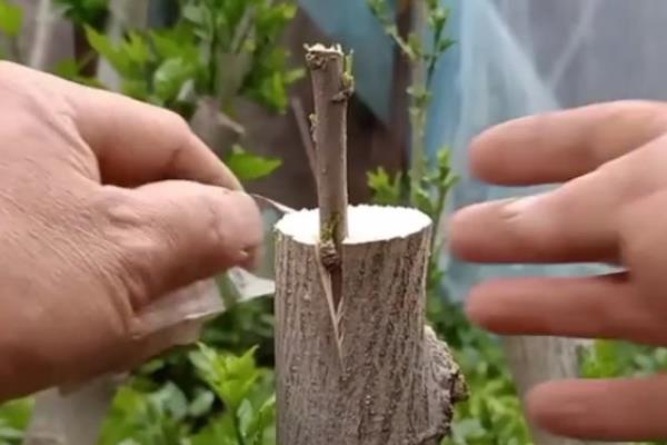 二乔玉兰的简介，属于木兰科、玉兰属植物