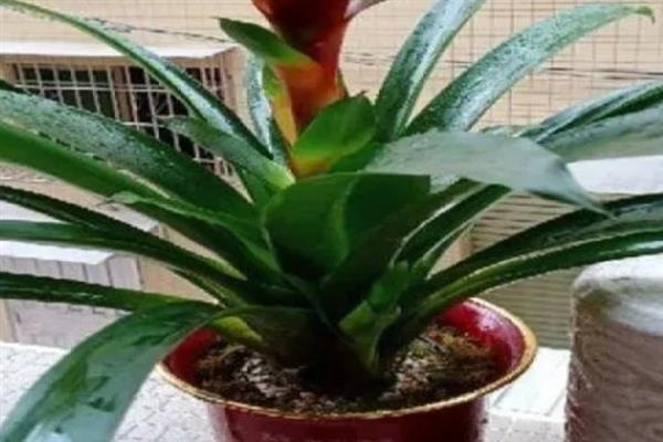 怎么养鸿运当头花，施肥应薄肥多施