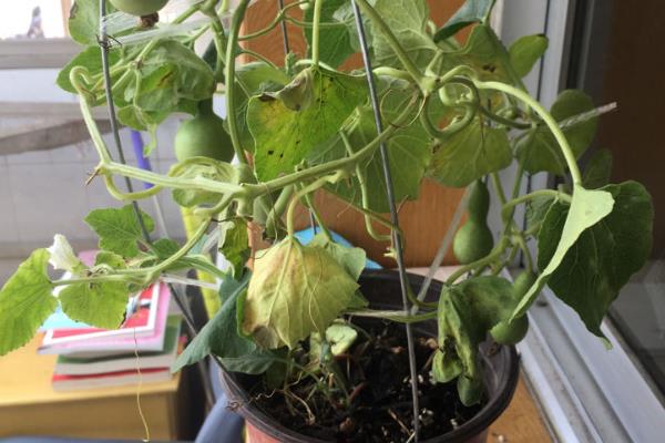 小型葫芦的种植方式，长出分枝时要及时掐掉