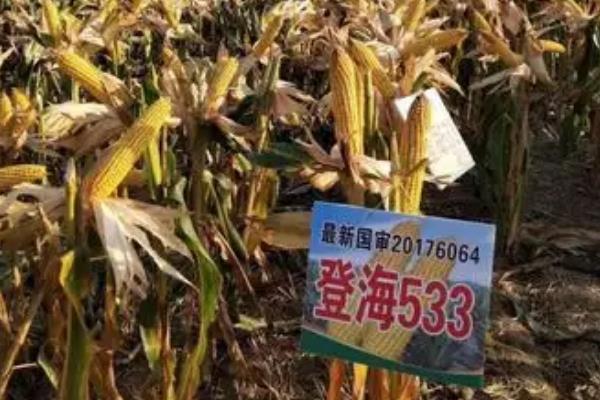 登海533玉米种的特征特性，生育期为104天左右
