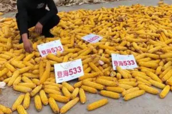 登海533玉米种的特征特性，生育期为104天左右