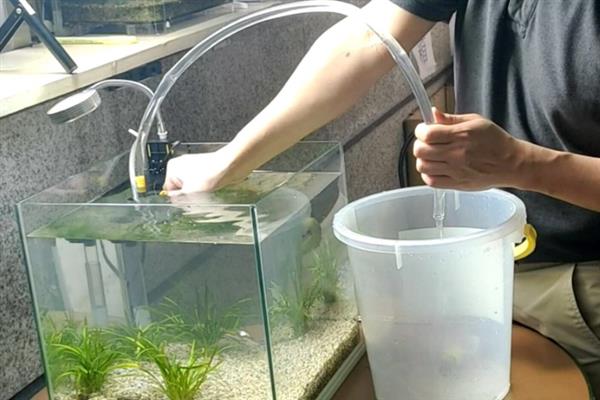 刚生完小鱼的母鱼怎么处理，一定要及时捞出