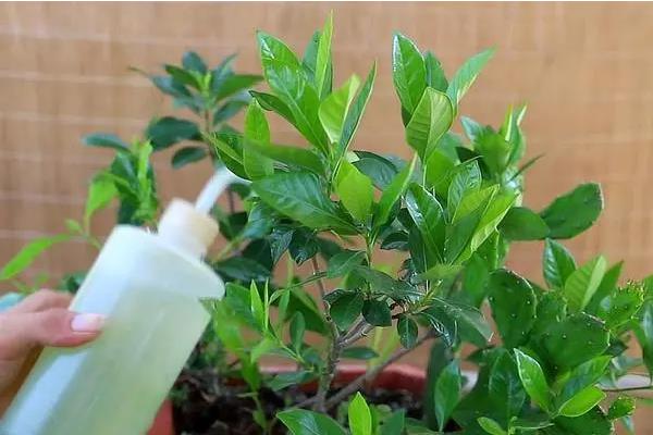 栀子花怎么浇水，在北方春天通常每三天浇水一次