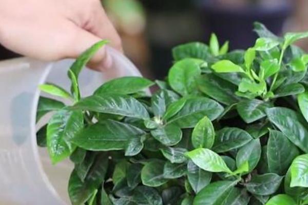 栀子花怎么浇水，在北方春天通常每三天浇水一次