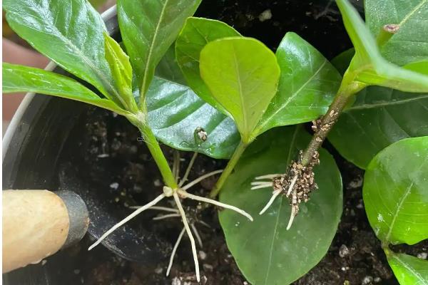 栀子花怎么浇水，在北方春天通常每三天浇水一次