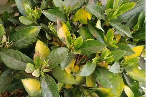 栀子花怎么浇水，在北方春天通常每三天浇水一次