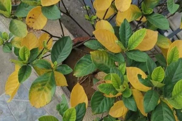 栀子花怎么浇水，在北方春天通常每三天浇水一次