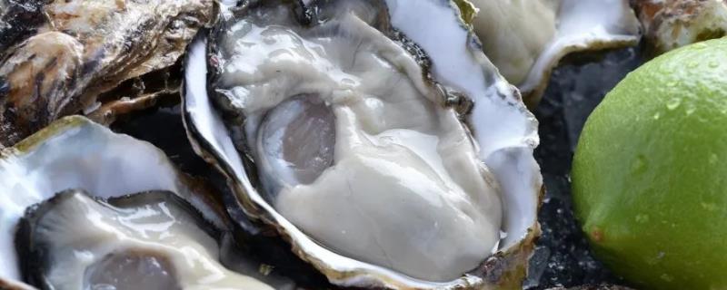 牡蛎的价格，通常一个价格在1-2元/个