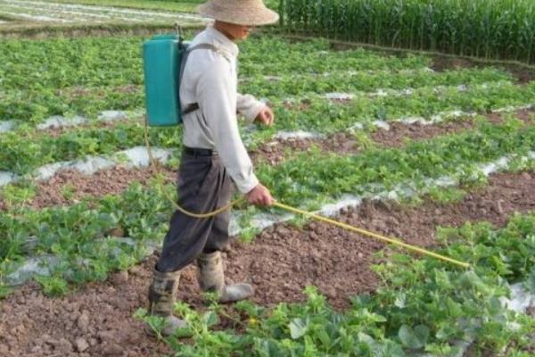 西瓜挂果后要使用哪些肥料，磷钾肥、钙肥、叶面肥均可使用
