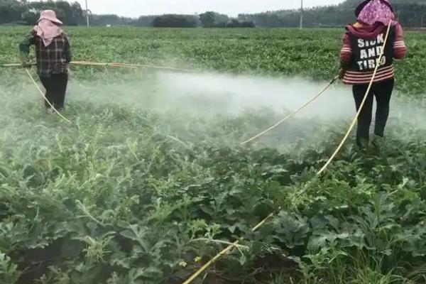 西瓜挂果后要使用哪些肥料，磷钾肥、钙肥、叶面肥均可使用