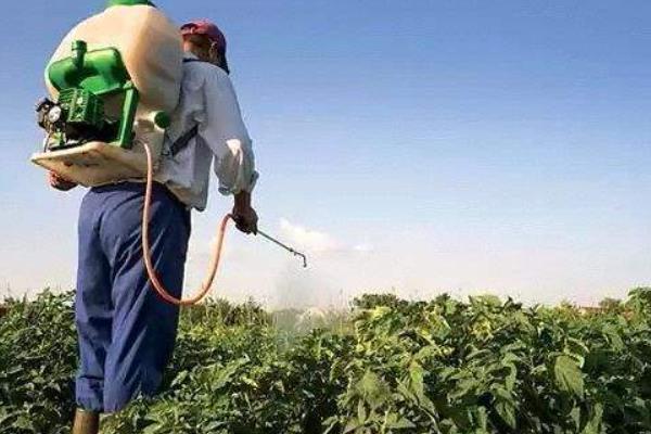 西瓜挂果后要使用哪些肥料，磷钾肥、钙肥、叶面肥均可使用