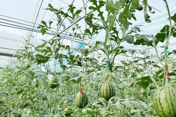 西瓜挂果后要使用哪些肥料，磷钾肥、钙肥、叶面肥均可使用