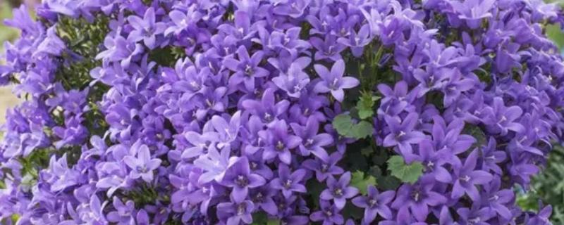 蓝色风铃草的花语，寓意嫉妒的爱、灵动可爱等