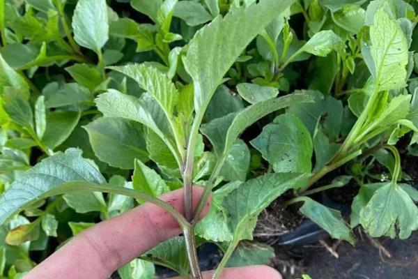 大丽花的种植方法，可在春季3-4月份进行种植