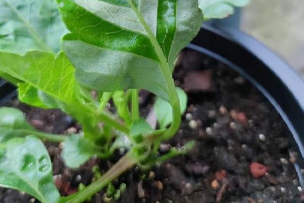 大丽花的种植方法，可在春季3-4月份进行种植