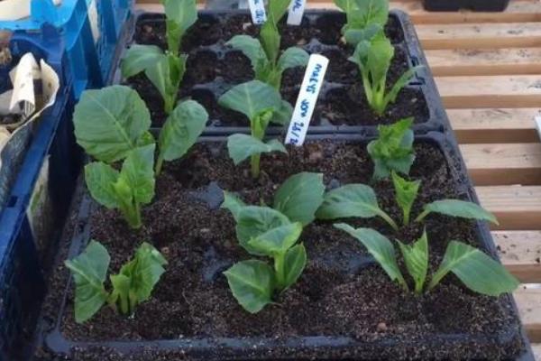 大丽花的种植方法，可在春季3-4月份进行种植