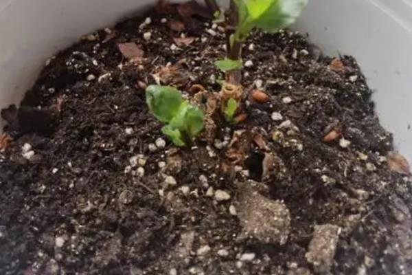 大丽花的种植方法，可在春季3-4月份进行种植