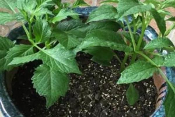 大丽花的种植方法，可在春季3-4月份进行种植