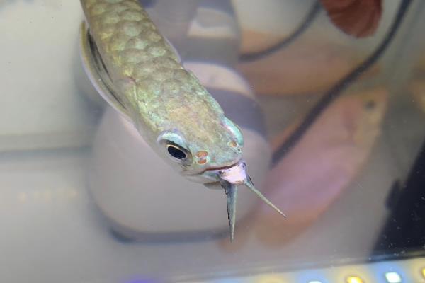 银龙鱼撞缸的原因，可能是受到惊吓或打架