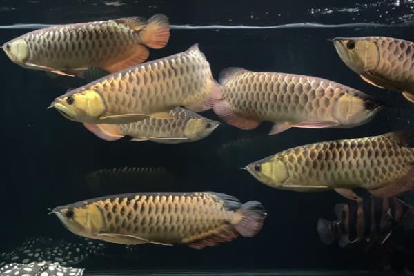 银龙鱼撞缸的原因，可能是受到惊吓或打架