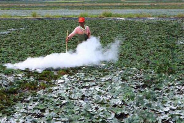 莲藕田消毒所用药物，一般可使用生石灰