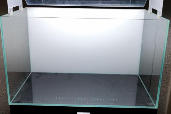 银龙鱼撞缸的原因，可能是受到惊吓或打架