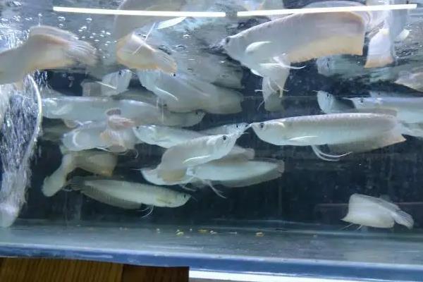 银龙鱼撞缸的原因，可能是受到惊吓或打架