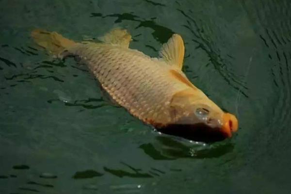 钓鲤鱼为何黑漂不中鱼，鱼群蹭线、调漂过灵、杂鱼闹窝等因素都会导致