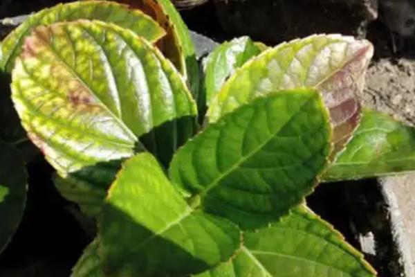 薄荷黄叶子是怎么回事，可能是光照不当或温度不当所致