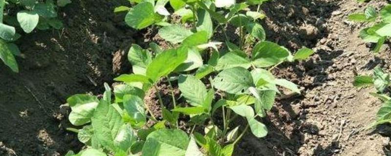 黑豆怎么种植，初花期和鼓粒期要喷施叶面肥