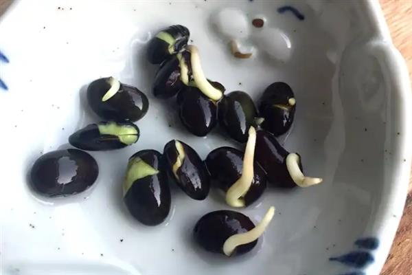 黑豆怎么种植，初花期和鼓粒期要喷施叶面肥