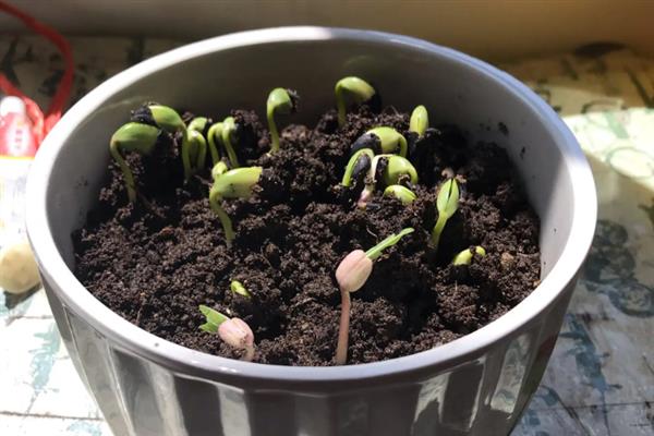 黑豆怎么种植，初花期和鼓粒期要喷施叶面肥