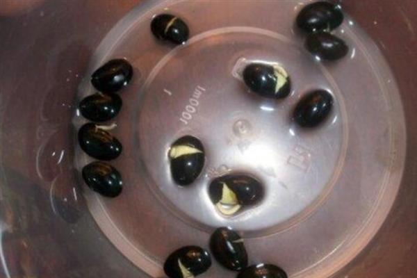 黑豆怎么种植，初花期和鼓粒期要喷施叶面肥