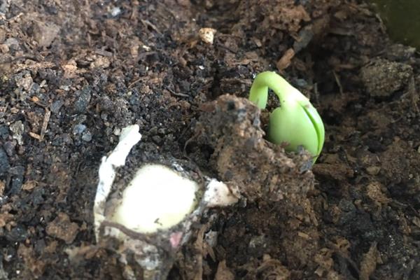 黑豆怎么种植，初花期和鼓粒期要喷施叶面肥