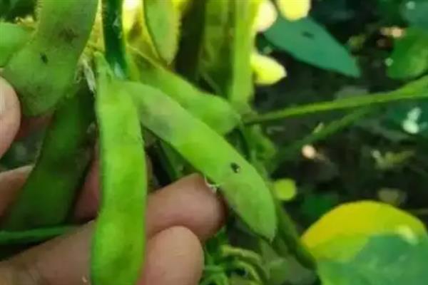 黑豆怎么种植，初花期和鼓粒期要喷施叶面肥