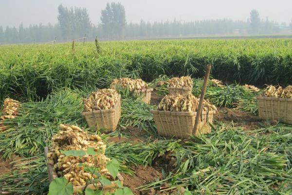 生姜在地里不挖能不能过冬，生姜可以在地里过冬