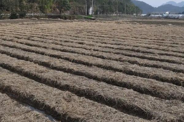 生姜在地里不挖能不能过冬，生姜可以在地里过冬